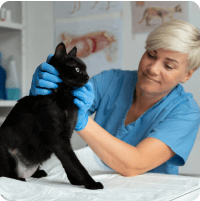 dr. Horvath Daniella allatorvos