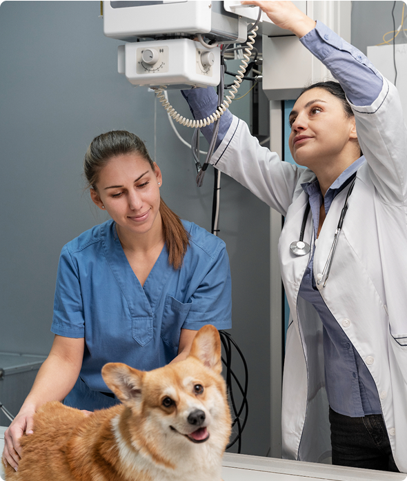 Az ellatas folyamata