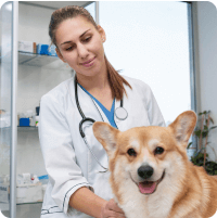 dr. Toth Orsolya allatorvos